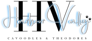Harbour Valley Cavoodles & Theodores Logo