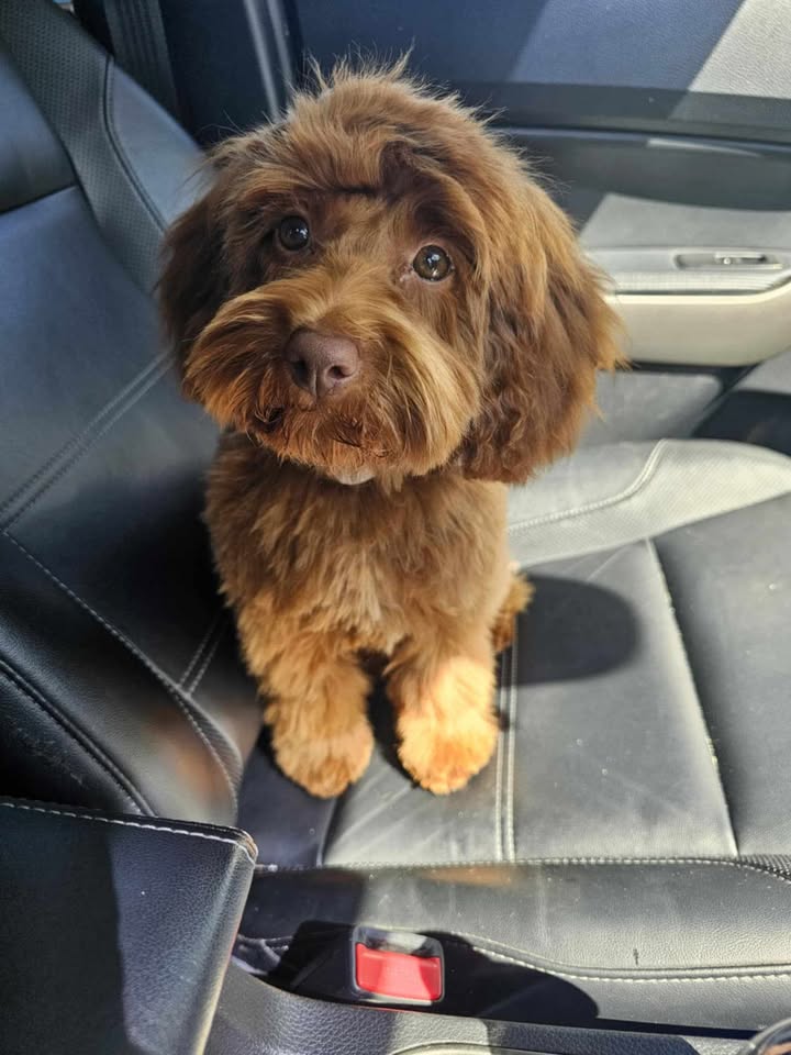 theodore puppies for sale