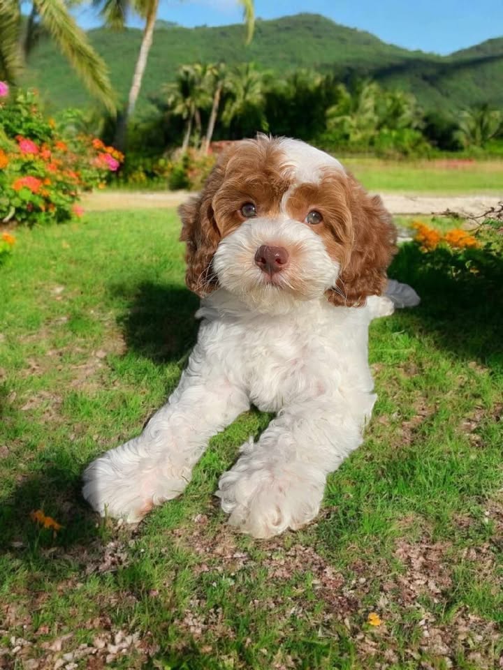 cavoodle breeders sydney