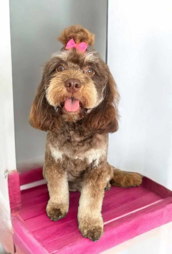 cavoodles for sale sydney
