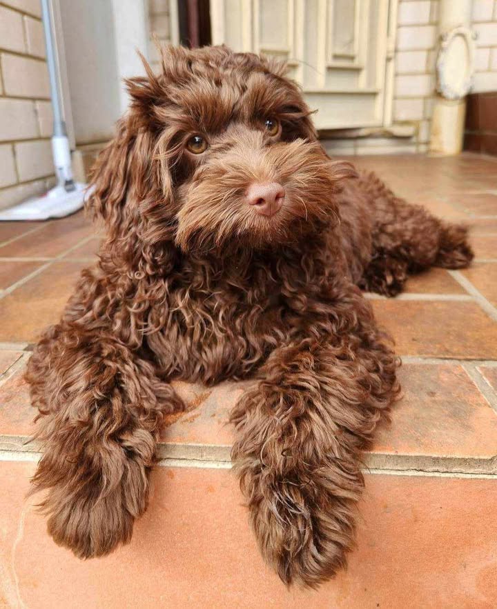 theodore puppies sydney