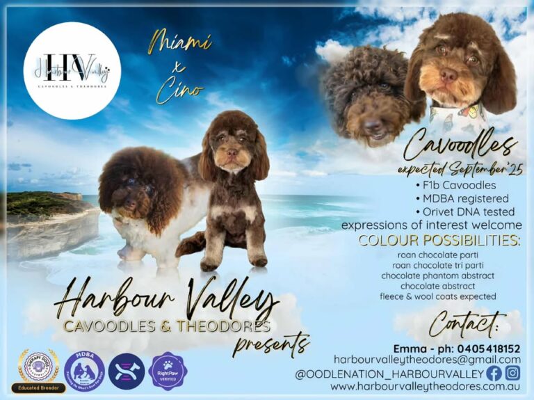 f1b cavoodle puppies for sale