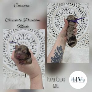 chocolate cavoodle puppies for sale