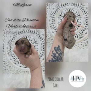 McLaren - Chocolate Phantom Merle Abstract Female Cavoodle