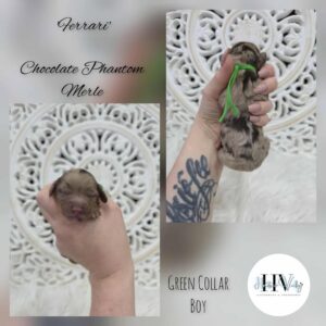 Ferrari - Chocolate Phantom Merle Male Cavoodle