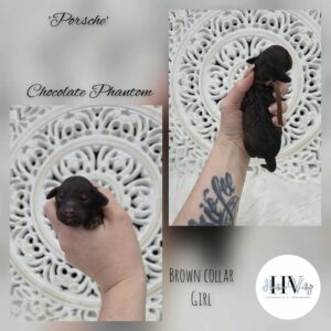 Porsche - Chocolate Phantom Female Cavoodle
