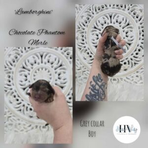 Lamborghini - Chocolate Phantom Merle Male Cavoodle