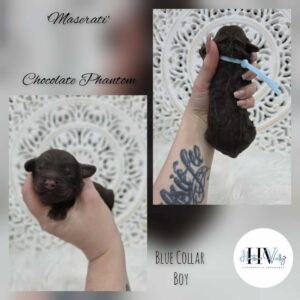 Maserati - Chocolate Phantom Male Cavoodle (Reserved)