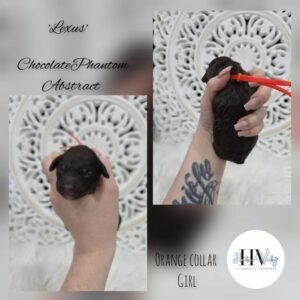 Lexus - Chocolate Phantom Abstract Female Cavoodle (Reserved)