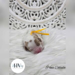 Pina Colada - Red Parti Female Mini Theodore (Reserved)