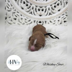 Whiskey Sour - Red Tuxedo Male Mini Theodore (Reserved)