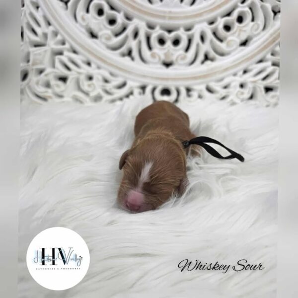 Whiskey Sour - Red Tuxedo Male Mini Theodore