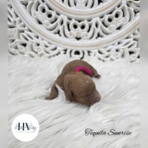 Tequila Sunrise - Red Female Mini Theodore (Reserved)