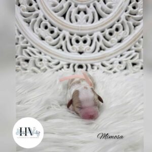 Mimosa - Red Parti Female Mini Theodore (Reserved)