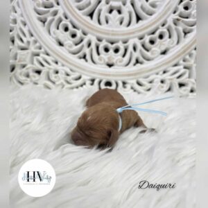 Daiguiri - Red Male Mini Theodore