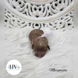 Margarita - Red Female Mini Theodore