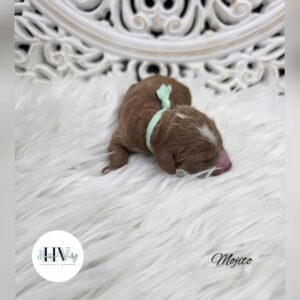 Mojito Red Tuxedo Male Mini Theodore (Reserved)