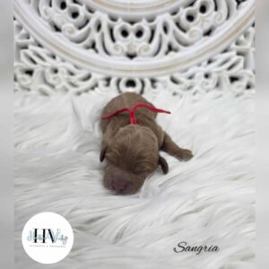 Sangria - Solid Red Female Mini Theodore (Reserved)