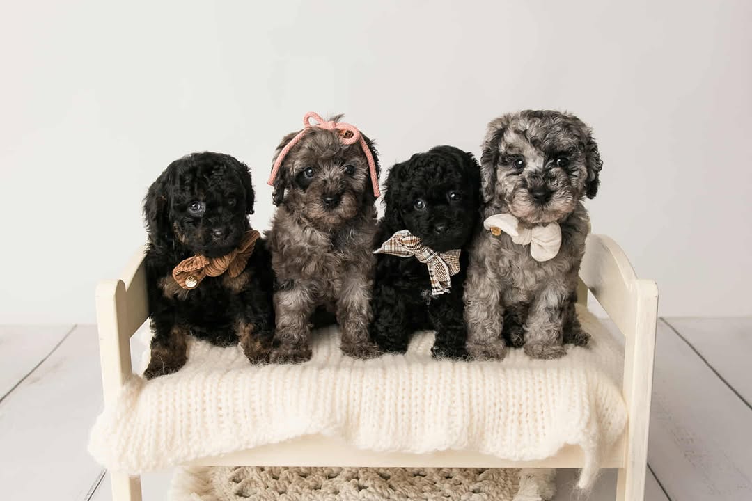 red flags while buying cavoodle puppies