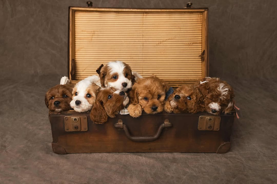 Theodore puppies for sale