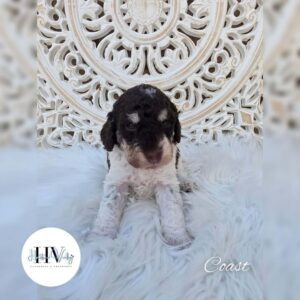 f1b cavoodle puppies nsw