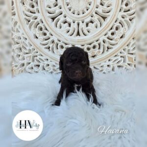 cavoodle puppies for sale