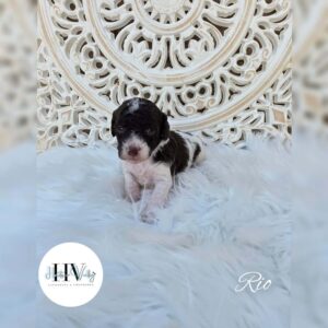 f1b cavoodles for sale