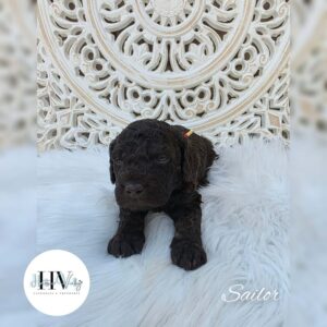 f1b cavoodle puppies