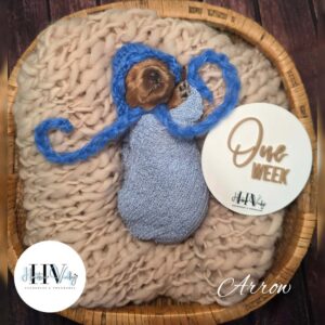 Arrow - Red Male F2b Cavoodle