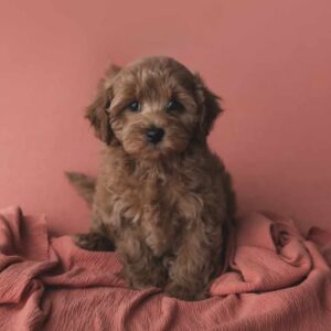 Arrow - 2nd-generation Red Male F2b Cavoodle (Reserved)