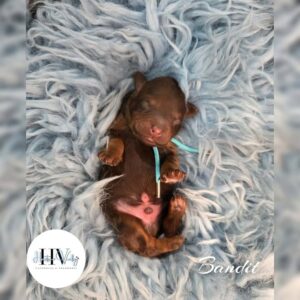 Bandit - 2nd-generation Red Male Theodore (Reserved)