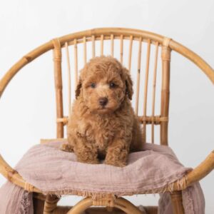 Chaos - Liver-Nosed Red Male 2nd-Generation Theodore (Reserved)