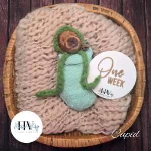 Cupid - Red Male F2b Cavoodle