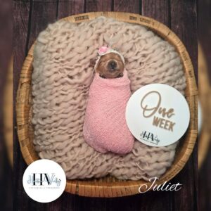 Juliet - Female F2b Cavoodle Puppy (Reserved)