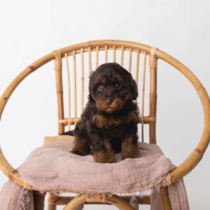 theodore puppies for sale