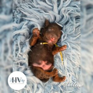 Outlaw - Registered Male 2nd-Generation Theodore (Reserved)