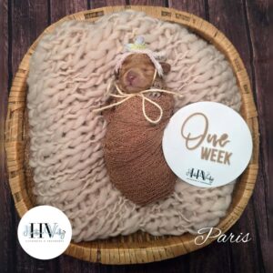 Paris - Liver-Nosed Red Female F2b Cavoodle