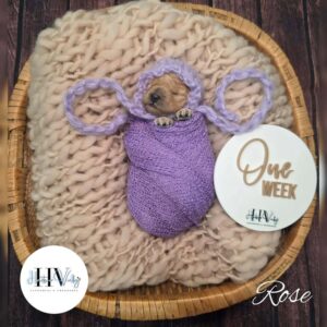 Rose - Red F2b Female Cavoodle (Reserved)