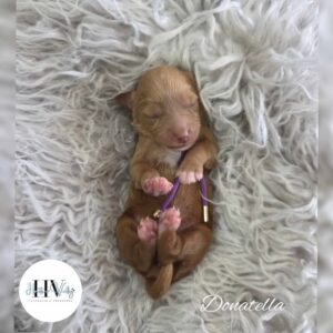 Donatella - Red Abstract Liver Nose Female Theodore Puppy