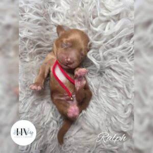 Ralph - Red Abstract Liver Nose Male Theodore Puppy