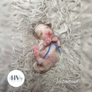 Valentino - Red Parti Liver Nose Male Theodore Puppy (Reserved)