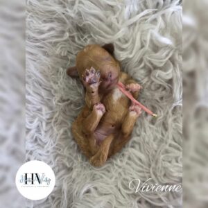 Vivienne - Red Abstract Black Nose Female Theodore Puppy