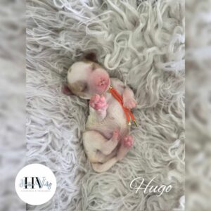 Hugo - Red Parti Black Nose Male Theodore Puppy (Reserved)