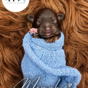 Memphis - Male F2 Theodore Puppy (Reserved)