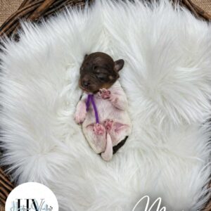 Monroe - Male F2 Theodore Puppy (Reserved)