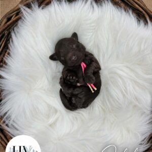 Ophelia - Female F2 Theodore Puppy (Reserved)