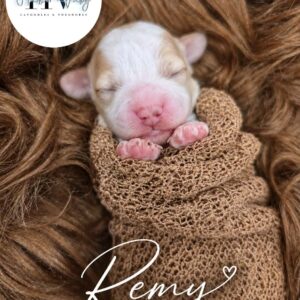 Remy - Female F2 Theodore Puppy (Reserved)