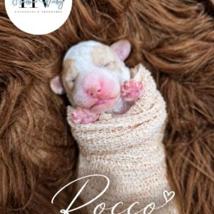 Rocco - Male F2 Theodore Puppy (Reserved)