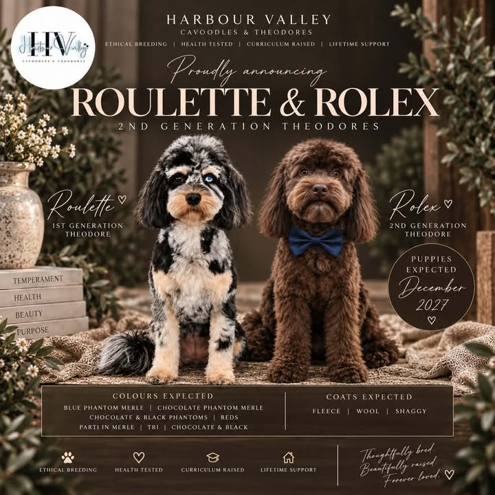 Roulette Rolex Theodores