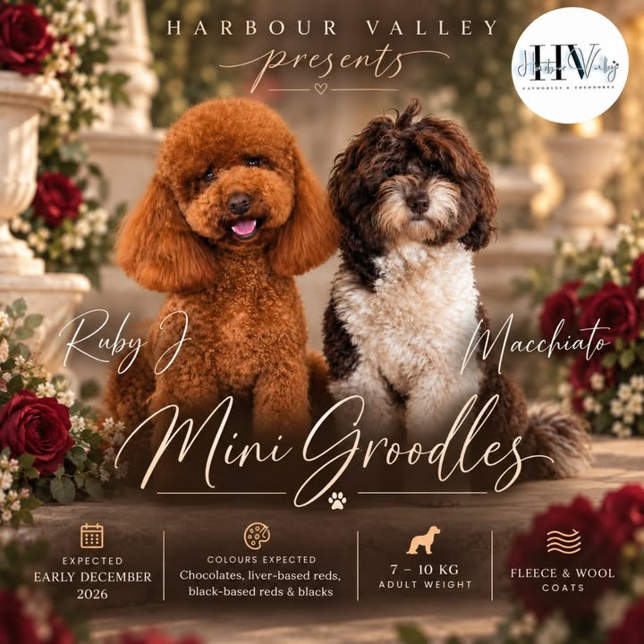 Ruby Macchiato Groodles